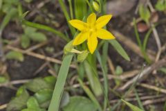 Yellow Star Grass, Hypoxis hirsuta