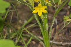 Yellow Star Grass, Hypoxis hirsuta