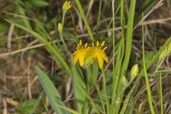 Yellow Star Grass, Hypoxis hirsuta