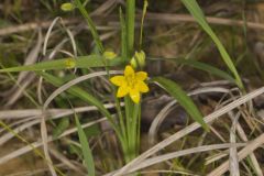 Yellow Star Grass, Hypoxis hirsuta