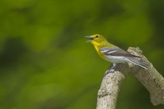 Yellow-throated Vireo, Vireo flavifrons