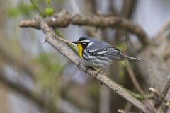 Yellow-throated Warbler, Setophaga dominica