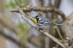 Yellow-throated Warbler, Setophaga dominica