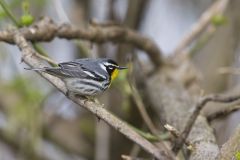 Yellow-throated Warbler, Setophaga dominica