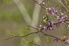Yellow-throated Warbler, Setophaga dominica