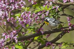 Yellow-throated Warbler, Setophaga dominica