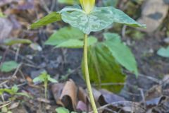 Yellow Trillium, Trillium luteum