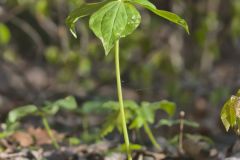 Yellow Trillium, Trillium luteum