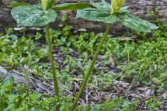 Yellow Trillium, Trillium luteum