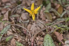 Yellow Trout- Lily, Erythronium americanum