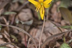 Yellow Trout- Lily, Erythronium americanum