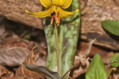 Yellow Trout- Lily, Erythronium americanum