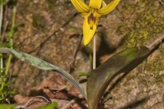 Yellow Trout- Lily, Erythronium americanum