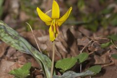 Yellow Trout- Lily, Erythronium americanum