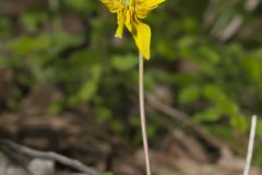 Yellow Trout- Lily, Erythronium americanum