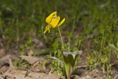 Yellow Trout- Lily, Erythronium americanum