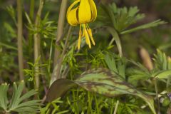 Yellow Trout- Lily, Erythronium americanum