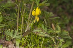 Yellow Trout- Lily, Erythronium americanum