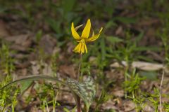 Yellow Trout- Lily, Erythronium americanum