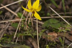 Yellow Trout- Lily, Erythronium americanum