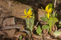 Yellow Trout- Lily, Erythronium americanum