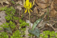 Yellow Trout- Lily, Erythronium americanum