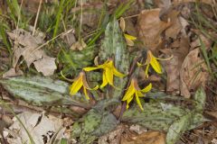 Yellow Trout- Lily, Erythronium americanum