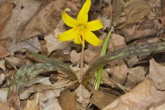 Yellow Trout- Lily, Erythronium americanum