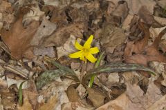 Yellow Trout- Lily, Erythronium americanum