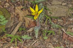 Yellow Trout- Lily, Erythronium americanum