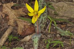 Yellow Trout- Lily, Erythronium americanum