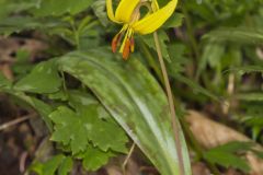 Yellow Trout- Lily, Erythronium americanum