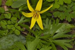 Yellow Trout- Lily, Erythronium americanum