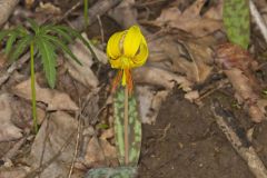 Yellow Trout- Lily, Erythronium americanum