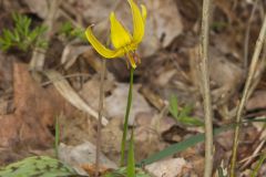 Yellow Trout- Lily, Erythronium americanum