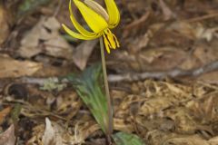 Yellow Trout- Lily, Erythronium americanum