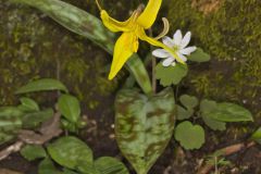 Yellow Trout- Lily, Erythronium americanum