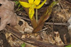 Yellow Trout- Lily, Erythronium americanum