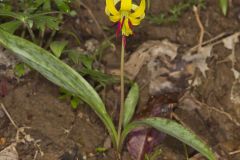 Yellow Trout- Lily, Erythronium americanum