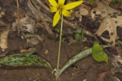 Yellow Trout- Lily, Erythronium americanum