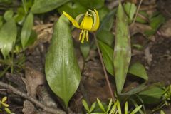 Yellow Trout- Lily, Erythronium americanum