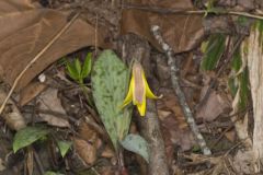 Yellow Trout- Lily, Erythronium americanum