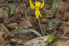 Yellow Trout- Lily, Erythronium americanum