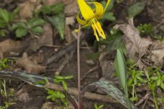 Yellow Trout- Lily, Erythronium americanum