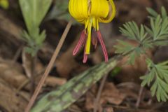 Yellow Trout- Lily, Erythronium americanum