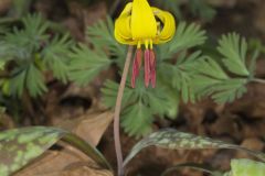 Yellow Trout- Lily, Erythronium americanum