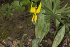 Yellow Trout- Lily, Erythronium americanum