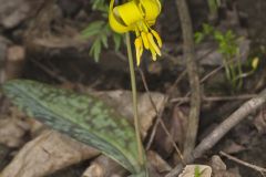 Yellow Trout- Lily, Erythronium americanum