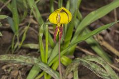 Yellow Trout- Lily, Erythronium americanum