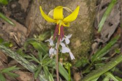 Yellow Trout- Lily, Erythronium americanum